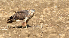 Mäusebussard_ (3).jpg